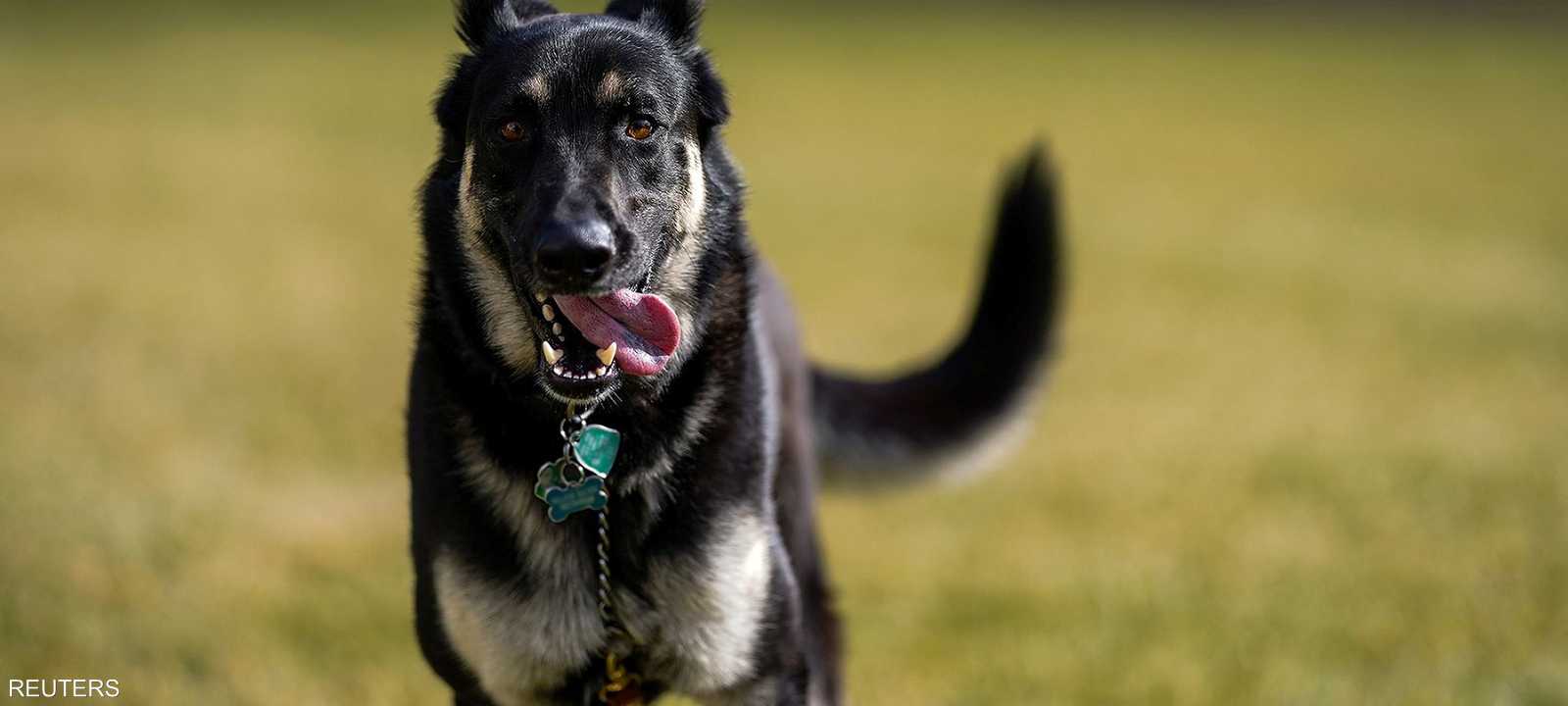 أحد الكلبين الذي يقتنيهما بايدن