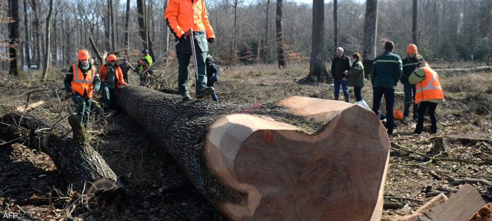 الأشجار التي قطعت عمرها 200 عام