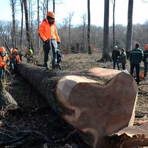 الأشجار التي قطعت عمرها 200 عام