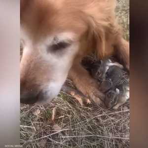 كلب يرعى مجموعة أرانب فقدت والدتها