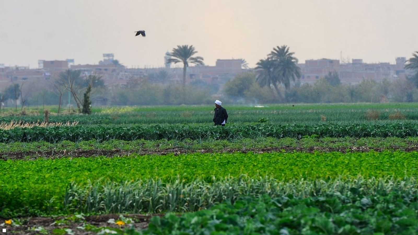 الريف المصري