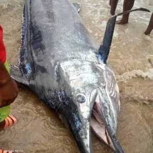 السمكة من نوع "بلو مارلن"