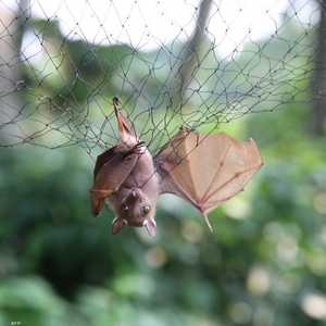 الخفاش بدائرة الاتهام مجددا