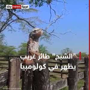 امرأة توثق ظهور الطائر "الشبح" في كولومبيا