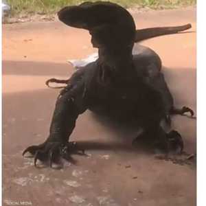 حيوان الغوانا أمام منزل الفتاة الأسترالية