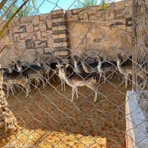 تحافظ مزرعة جهاد على الحيوانات من الصيد الجائر