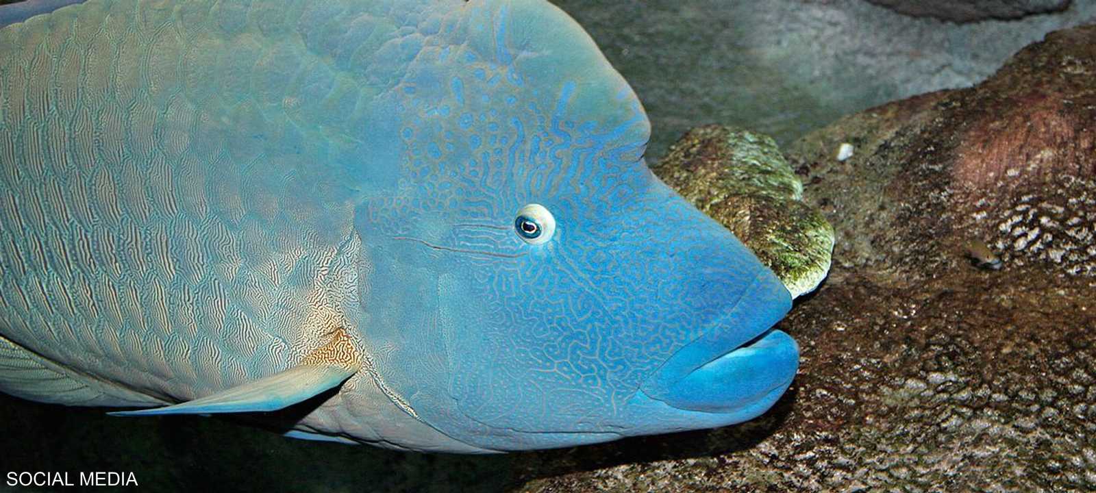 سمكة نابليون