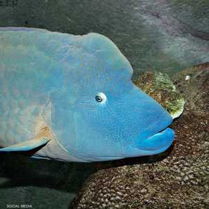 سمكة نابليون