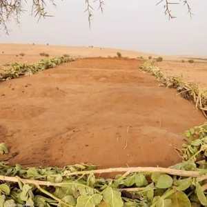 مقبرة تيليا