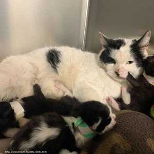 القطط نقلت إلى مستشفى بيطري