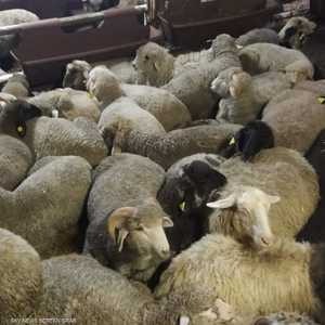 جانب من تزاحم المواشي في السفن