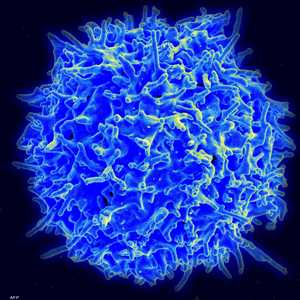 الخلايا التائية تلعب دورا محوريا في التصدي لفيروس كورونا