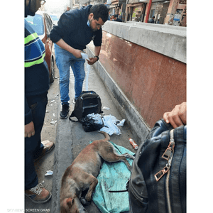 محاولة لإنقاذ الكلبة بعد تعرضها للتسمم