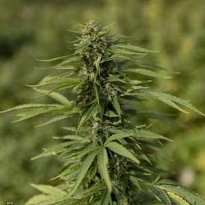 المغرب قنن القنب الهندي لأغراض طبية