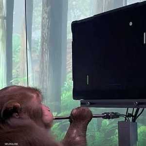 القرد نجح في اللعب بمهارة