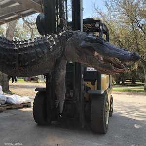 نيد ماكنلي اصطاد تماسحا عملاقا في كارولينا الجنوبية