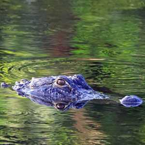 تنشط التماسيح في فترة الربيع