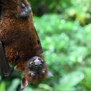 لا يزال هناك اعتقاد بأن الخفافيش وراء انتشار كورونا.