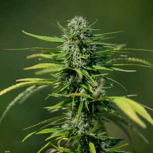 يزرع القنب في مرتفعات المغرب الشمالية