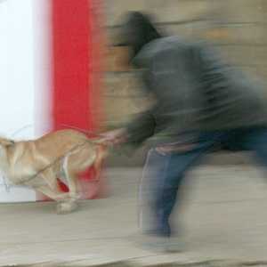 يمنع القانون حيازة أوبي تبيع الكلاب الخطيرة