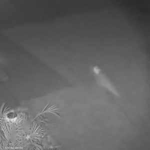 أظهر مقطع فيديو حيوانا يشبه الديناصور