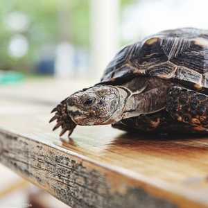 السلحفاة اخترقت الزجاج الأمامي للسيارة وأصابت المرأة