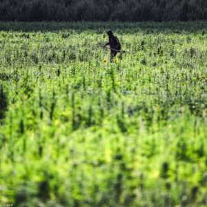 يزرع القنب الهندي على مساحات شاسعة في سهل البقاع