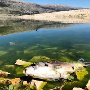 النزيف الداخلي ناتج إما عن فيروس أو تسمم بالمبيدات