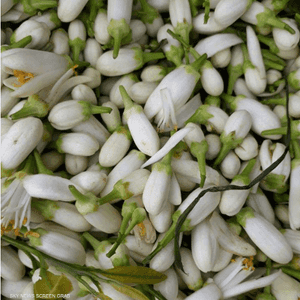 زهرة النارنج