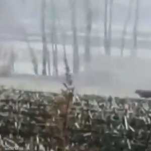 النمر هاجم فلاحا لكن الأخير أفلت