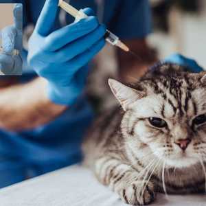 روسيا أول دولة تطور لقاحا ضد كوفيد للحيوانات