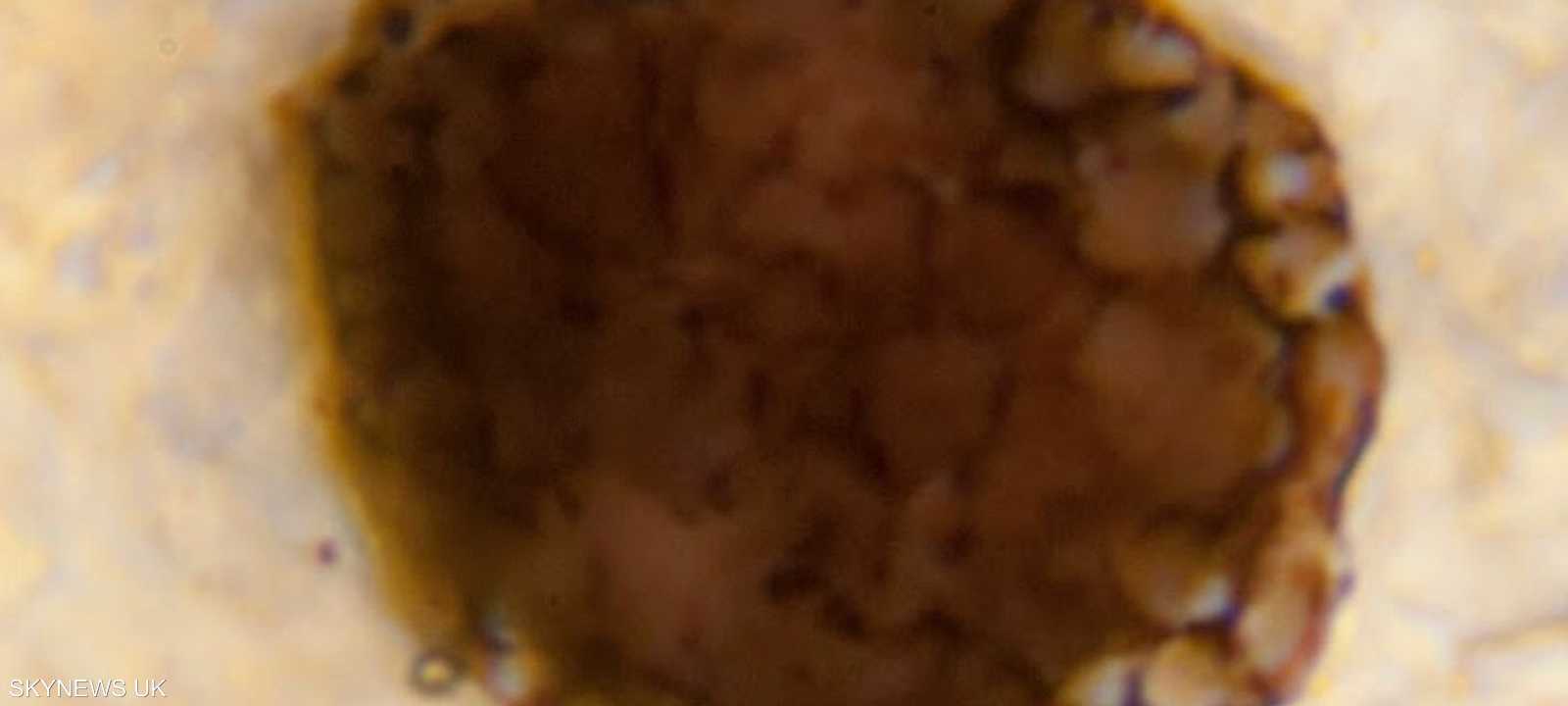 حفرية قديمة يبلغ عمرها مليار عام