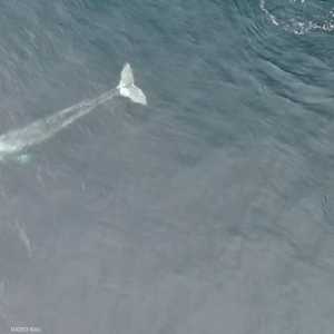 الحوت الذي أطلق عليه علماء الأحياء اسم (والي)