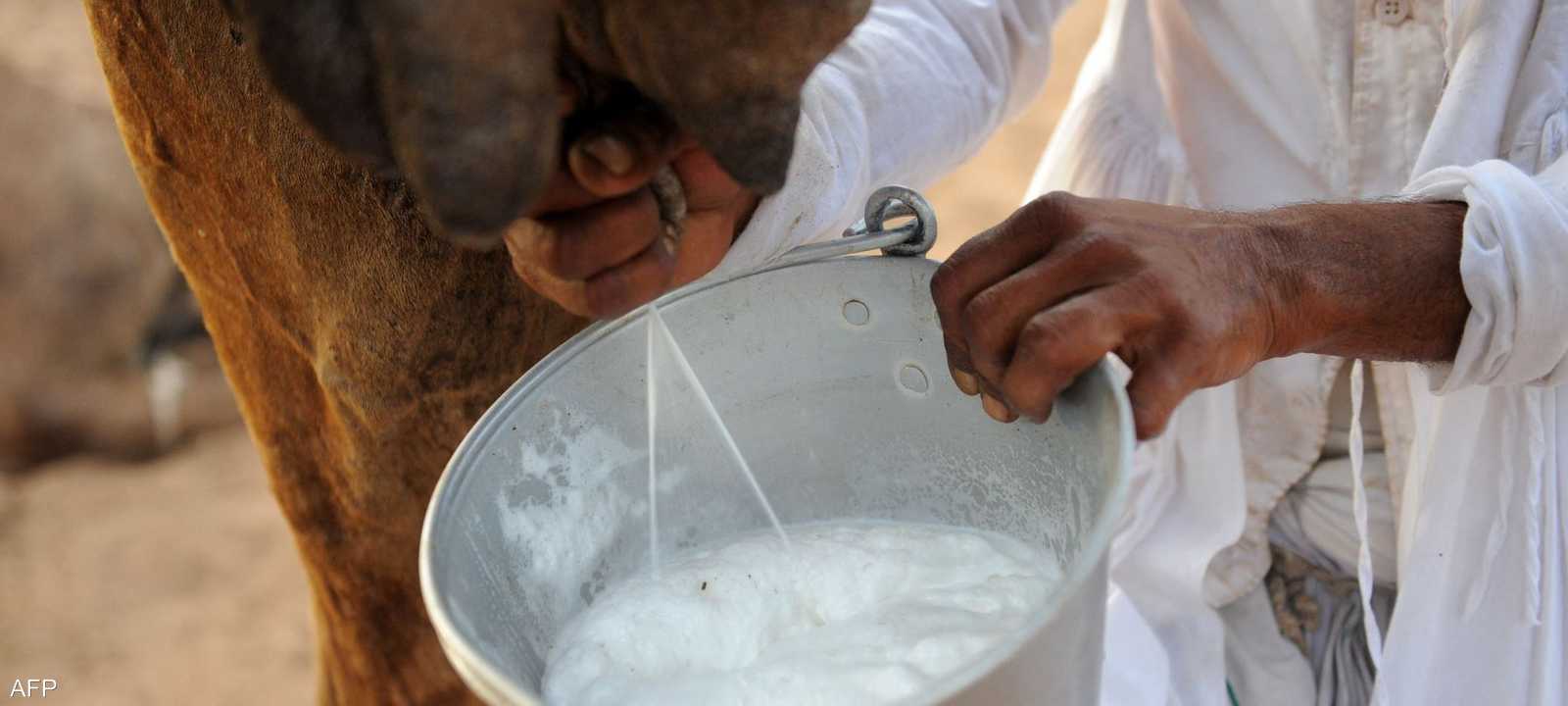 حليب الإبل يشتهر بخصائصه العلاجية لمكافحة السكري والسرطان