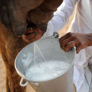 حليب الإبل يشتهر بخصائصه العلاجية لمكافحة السكري والسرطان