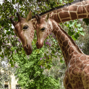 الصورة التي فاز بها عبد الرحمن ورداني بالمركز الثاني