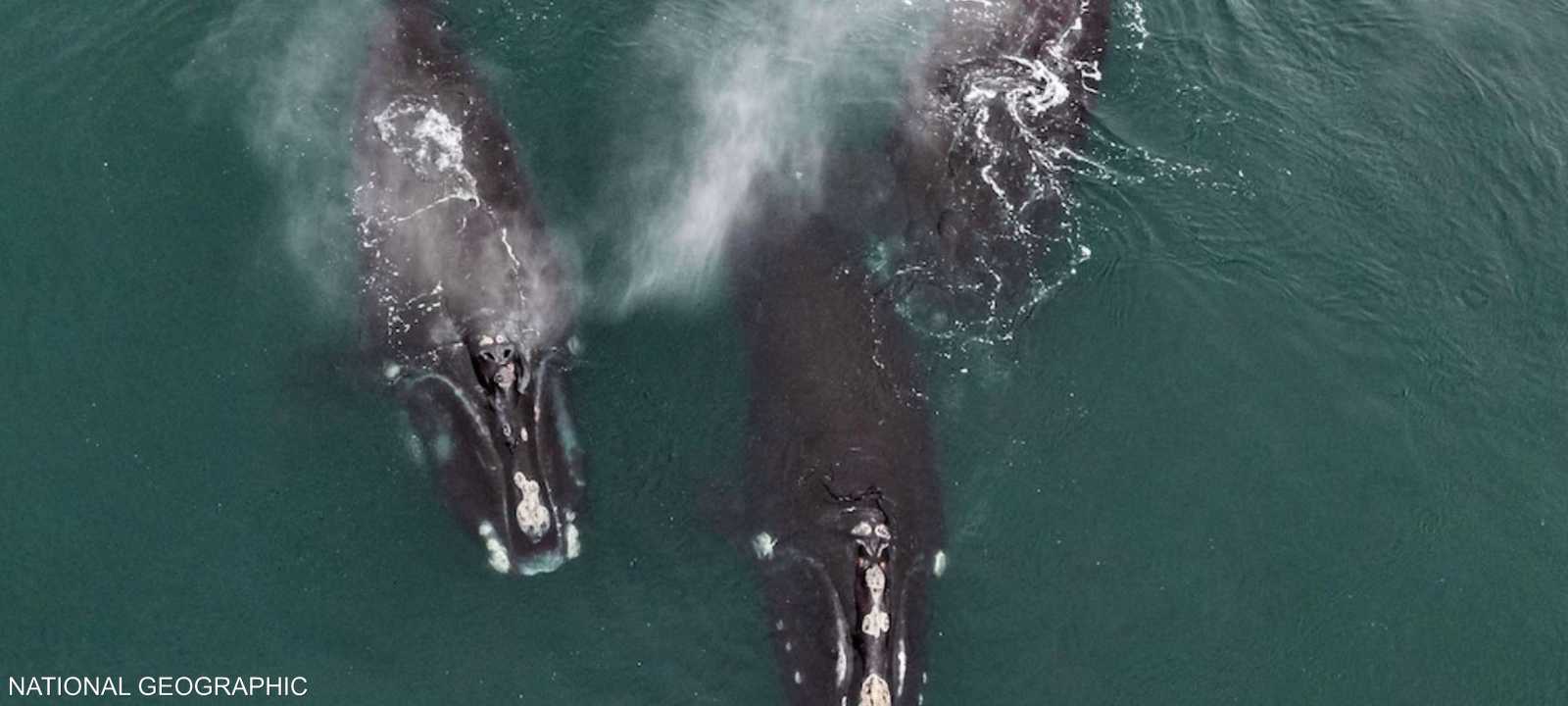 المشهد النادر أثار تفاعلا كبيرا على مواقع التواصل