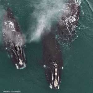 المشهد النادر أثار تفاعلا كبيرا على مواقع التواصل