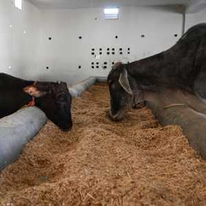 في الهند يعتقد كثيرون أن فضلات الأبقار لها فوائد صحية