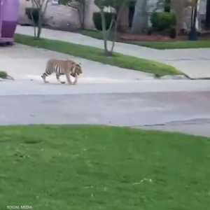 يُظهر الفيديو الشرطي وهو يوجه مسدسا نحو النمر