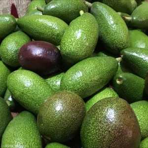 جنوب إفريقيا هي الأولى في إنتاج الأفوكادو في القارة السمراء