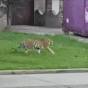 النمر خلال تجوله في حي سكني بمدينة هيوستن الأميركية