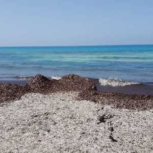 لنبتة بوسيدونيا خصائص قريبة الشبه بالنباتات الأرضية