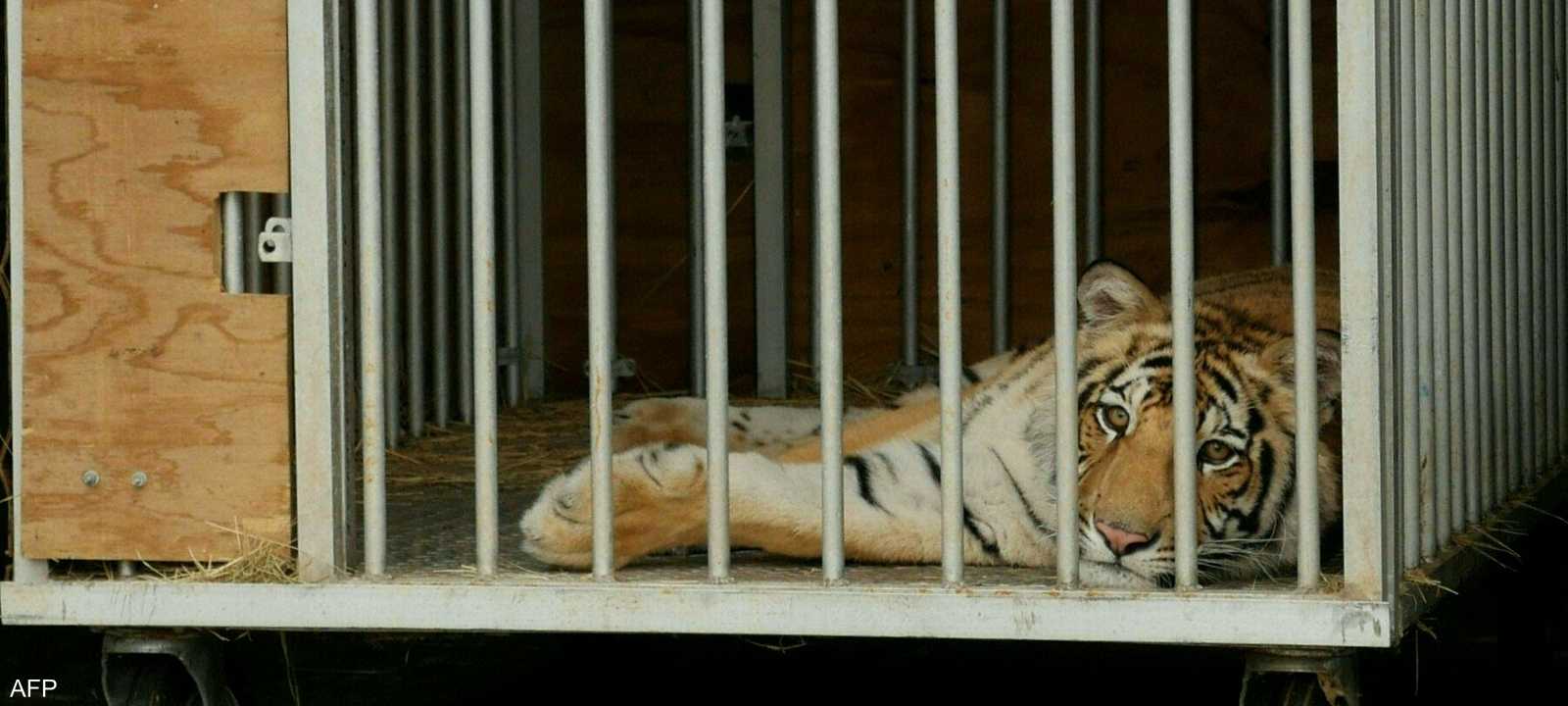 النمر سيتم إرساله إلى ملجأ للحيوانات