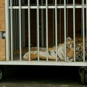 النمر سيتم إرساله إلى ملجأ للحيوانات