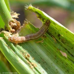 إحدى الحشرات الغازية للمحاصيل