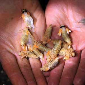 السيكادا ستظهر بالمليارات على مدار أسابيع ثم تختفي لأعوام