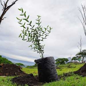 شتلة من الأشجار