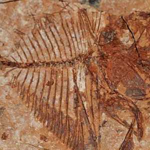 أحد الأحافير التي عثر عليها العلماء في شرق القاهرة