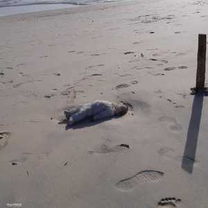 مهاجر صغير ابتلعته أمواج البحر ورمته على الشوطائ الليبية